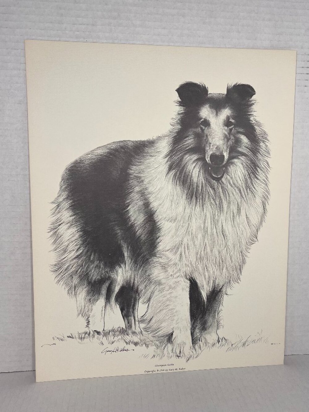 Dog Print of Charcoal Drawing by Gary H Kokes "Champion Collie" 1964